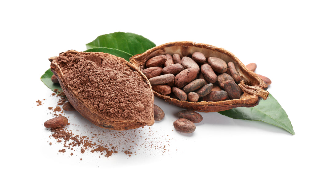 cacao in a cacao nut