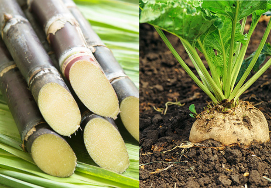Our Sugars: Beet or Cane?