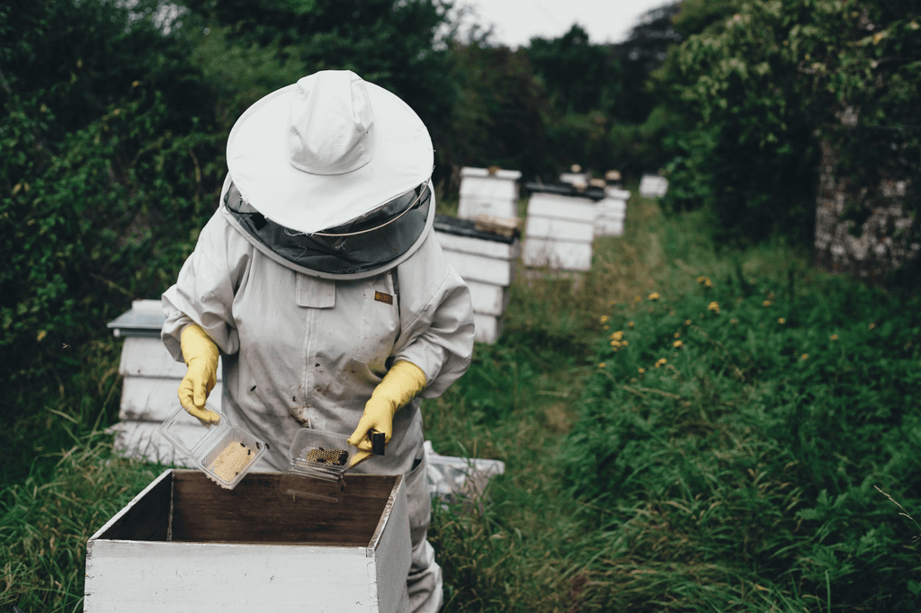 What to feed bees: A Guide to Bee Feeding and Fondants